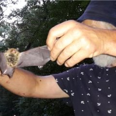 Mann hält eine Fledermaus mit ausgebreiteten Flügeln