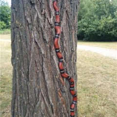Rot-schwarz-weiße Schlange auf einem Baumstamm