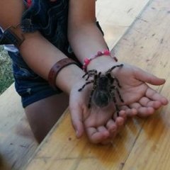 Mädchen hält große, behaarte Spinne auf den Handflächen