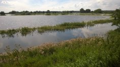 Hochwasser Leine Hochwasser Leine
