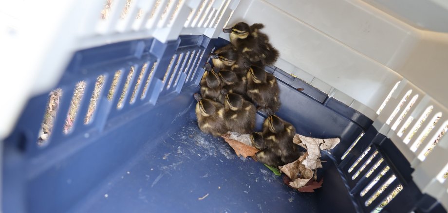 Die neun geretteten Entenküken im Katzencannel.