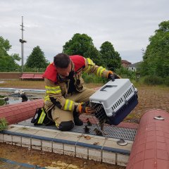 Florian Hake von der Freiwilligen Feuerwehr lässt die geretteten Küken im alten Freibad ins Freie.