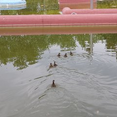 Sechs der neun Entenküken schwimmen davon.