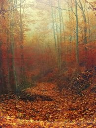 Fotohintergrund Herbstwald