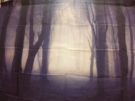 Fotohintergrund Winterwald