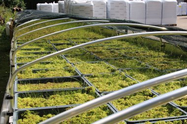 Gewächshaustisch mit vielen Pflanzen