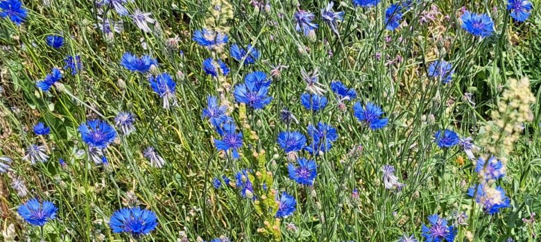 Blumenwiese mit Insekten