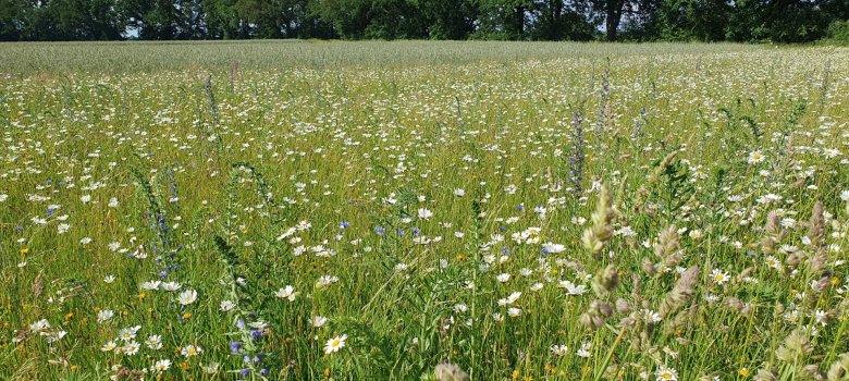 Blumenwiese mit Insekten