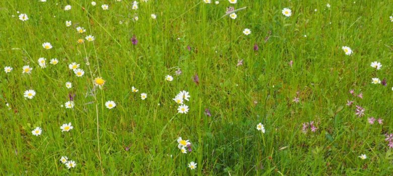 heimische Blühwiese Blumenwiese mit Insekten