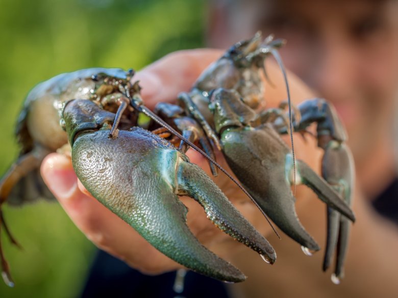 Nahaufnahme eines ausgewachsenen Signalkrebs in einer menschlichen Hand.