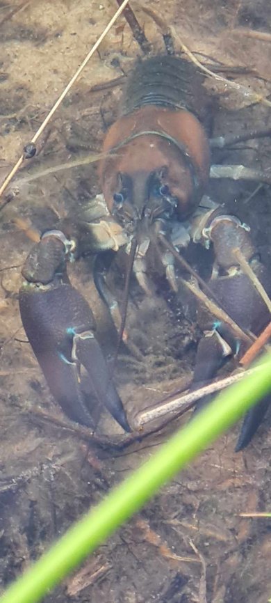 nahaufnahme eines Signalkrebses im Uferbreich des Teiches am Auenland.