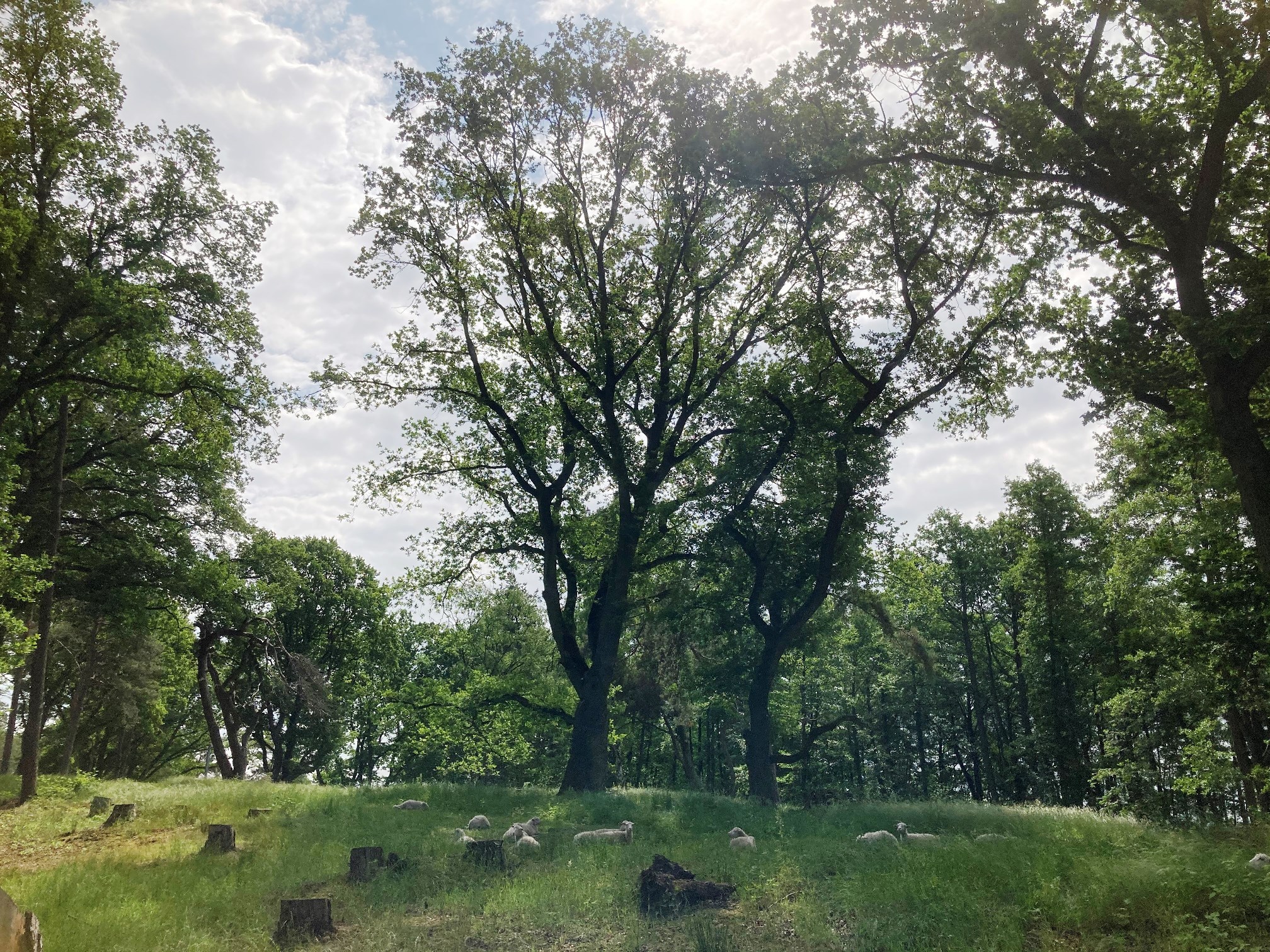 Ein Herde Moorschnucken liegt auf der Wiese unter Bäumen auf dem Weißen Berg in Mardorf