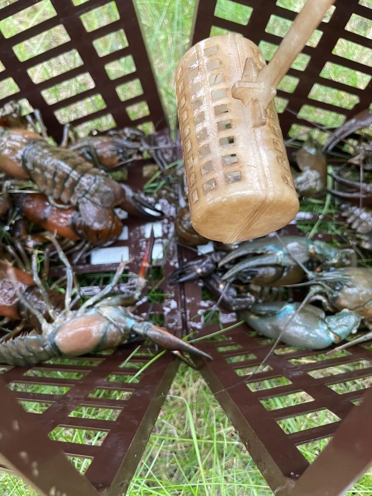Nahaufnahme von meheren Signalkrebsen, die in einer Reuse gefangen wurden.