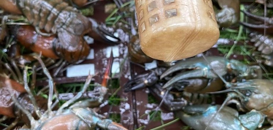 Tagesfang von Signalkrebsen in einer Reuse im Teich der Auengärten. Nahaufnahme von meheren Signalkrebsen, die in einer Reuse gefangen wurden.