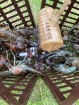 Tagesfang von Signalkrebsen in einer Reuse im Teich der Auengärten. Nahaufnahme von meheren Signalkrebsen, die in einer Reuse gefangen wurden.