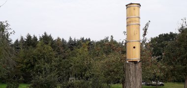 Ein Schiffer-Tree steht auf einer Wiese. Er wird von Hornissen bewohnt.