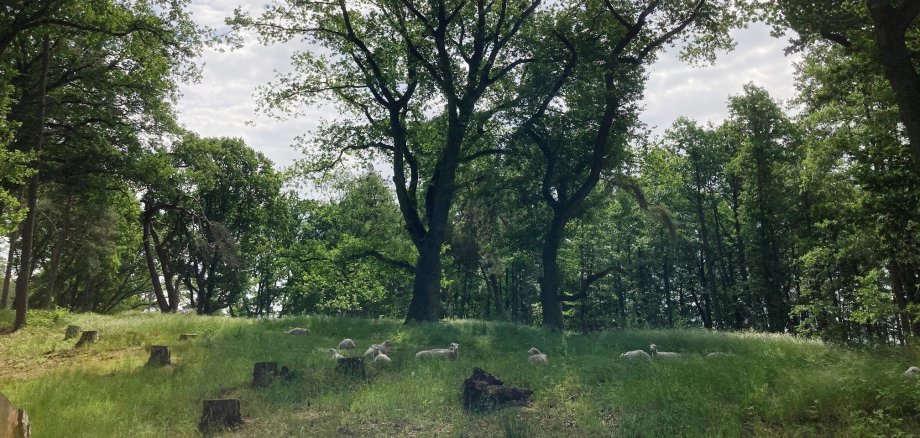 Ein Herde Moorschnucken liegt auf der Wiese unter Bäumen auf dem Weißen Berg in Mardorf