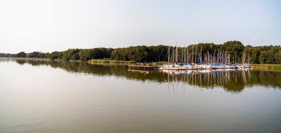 Blick auf das Steinhuder Meer und die Stege im Wasser, an denen Schiffe und Boote anlegen. Im Hintergrund ist Waldgebiet zu sehen. 