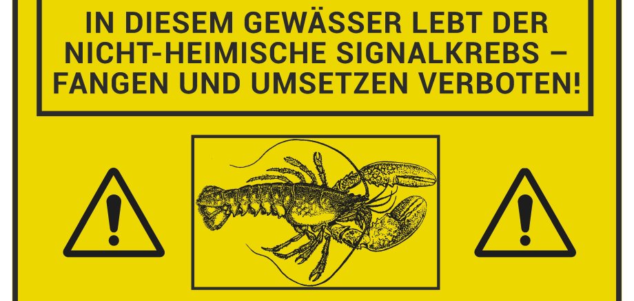 Gelbes Hinweisschild mit schwarzem Text und Symbolen, das auf die Problematik der invasiven Signalkrebse im Auenteich hinweist.