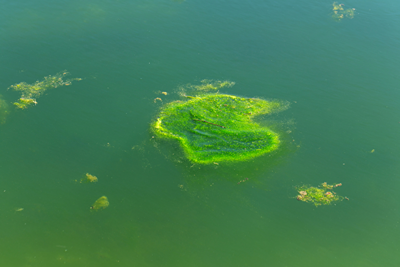 Foto einer Seeoberfläche mit sichtbarer Algenbildung