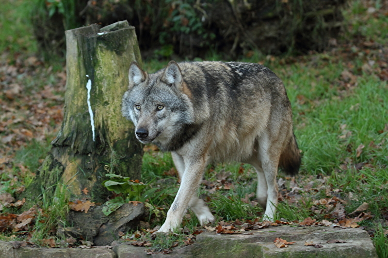 Nahaufnahme eines ausgewachsenen Wolfes, der durch ein Waldstück streift