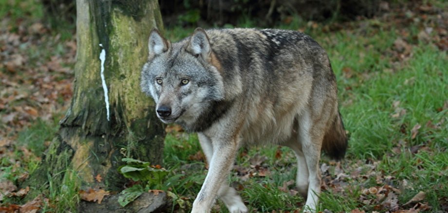 Nahaufnahme eines ausgewachsenen Wolfes, der durch ein Waldstück streift