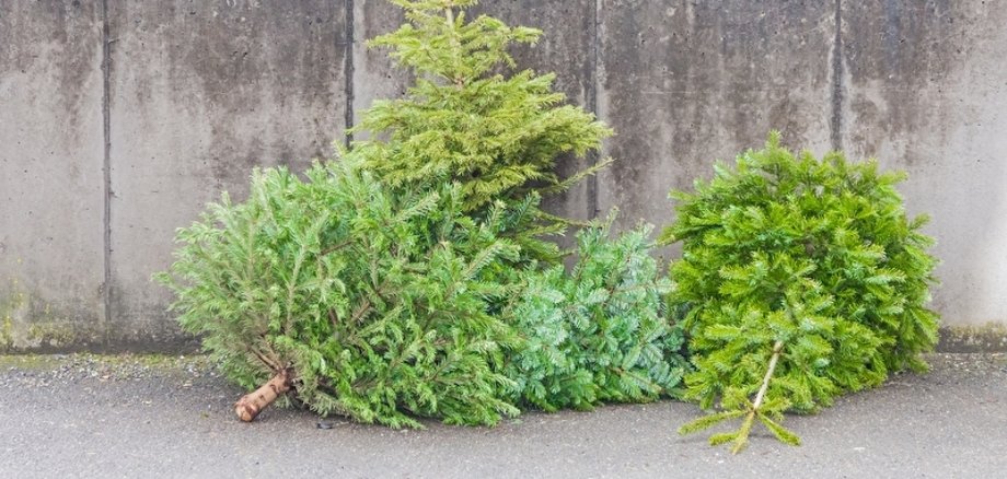 Symbolbild Weihnachtsbäume zu sehen sind abgelegte Tannen vor einer grauen Wand